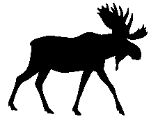 'the Moose'